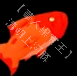 紅鰭魚 Redfin